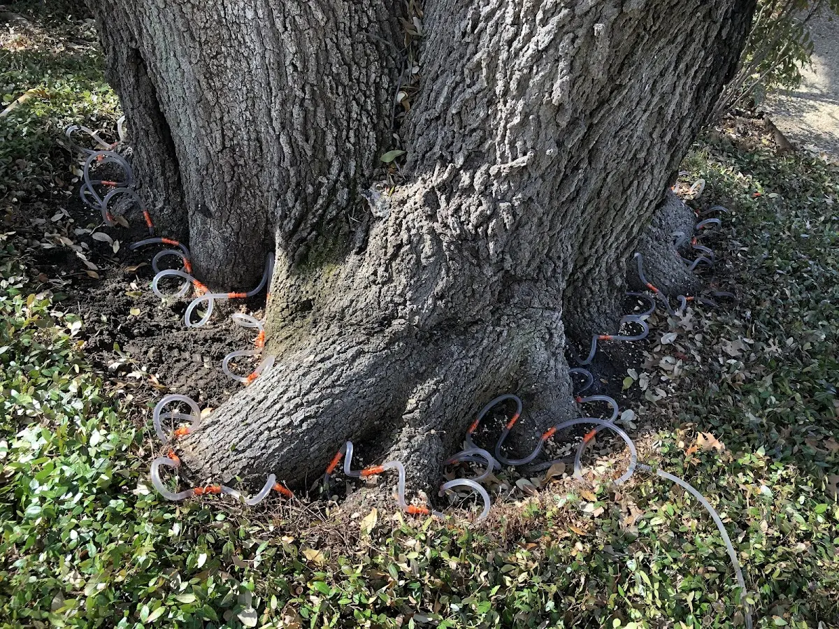 Detailed Tree Cabling and Bracing job site in Brownsdale