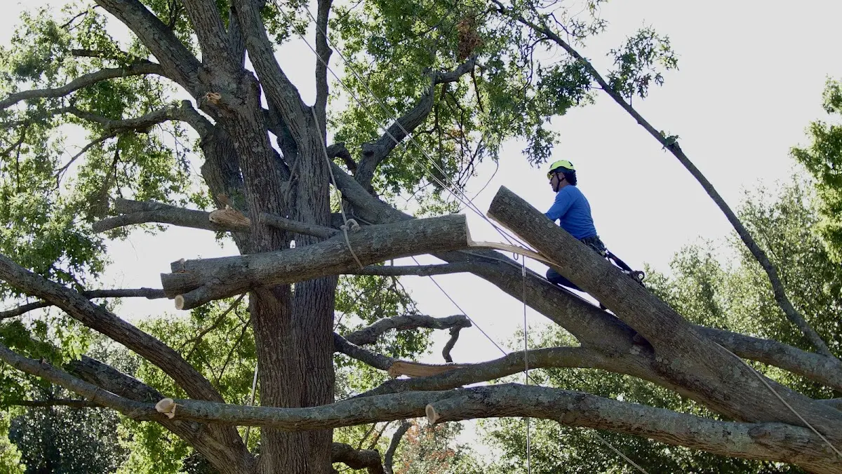 Professional Hazardous Tree Removal performed by certified arborists in Brownsdale