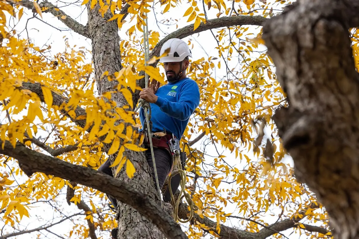 Skilled Storm Damage Cleanup crew working in Brownsdale